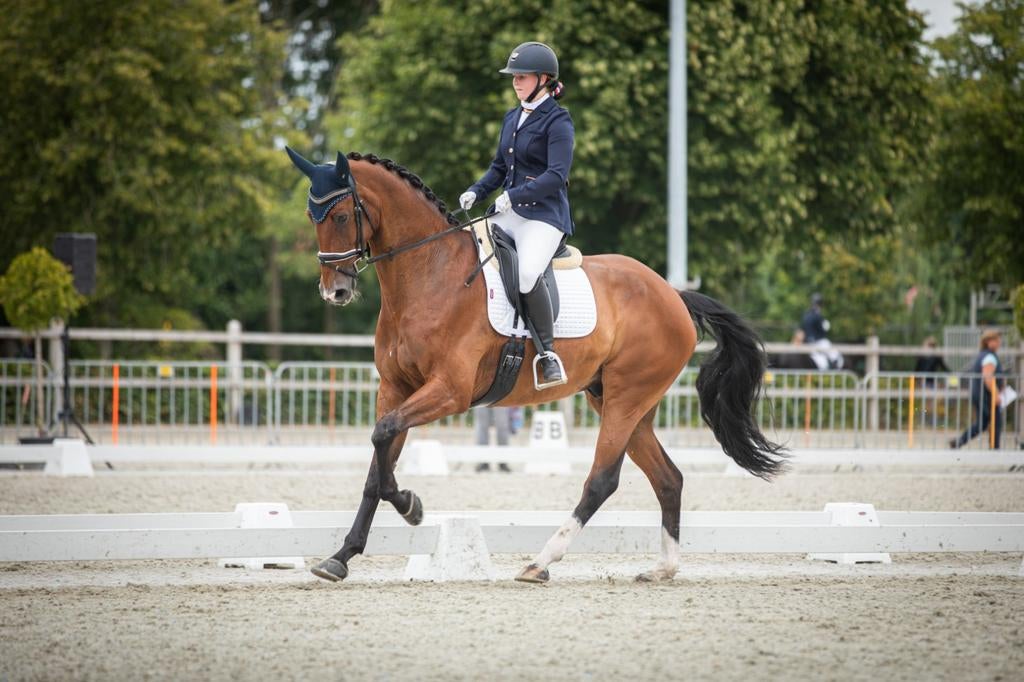 Te koop mooie dressuur ruin, Dieren en Toebehoren, Ruin, Dressuurpaard