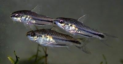 Corydoras pygmaeus!!!, Vis, Zoetwatervis