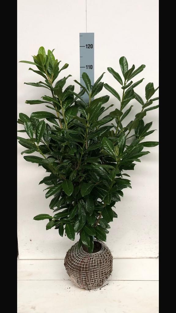 Prunus laurier Novita, Ophalen of Verzenden, Laurier, 100 tot 250 cm