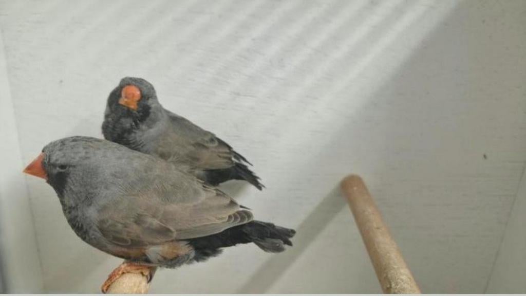 charcoal man, Dieren en Toebehoren, Mannelijk