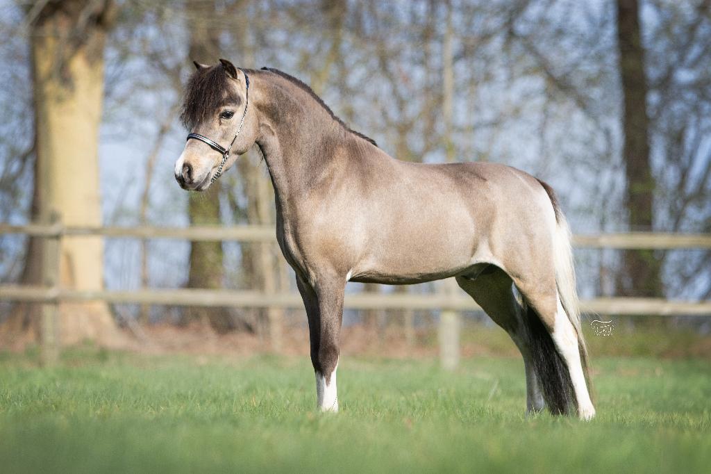 Prachtige 1ste premie NMPRS/AMHA hengsten ter dekking, Hengst