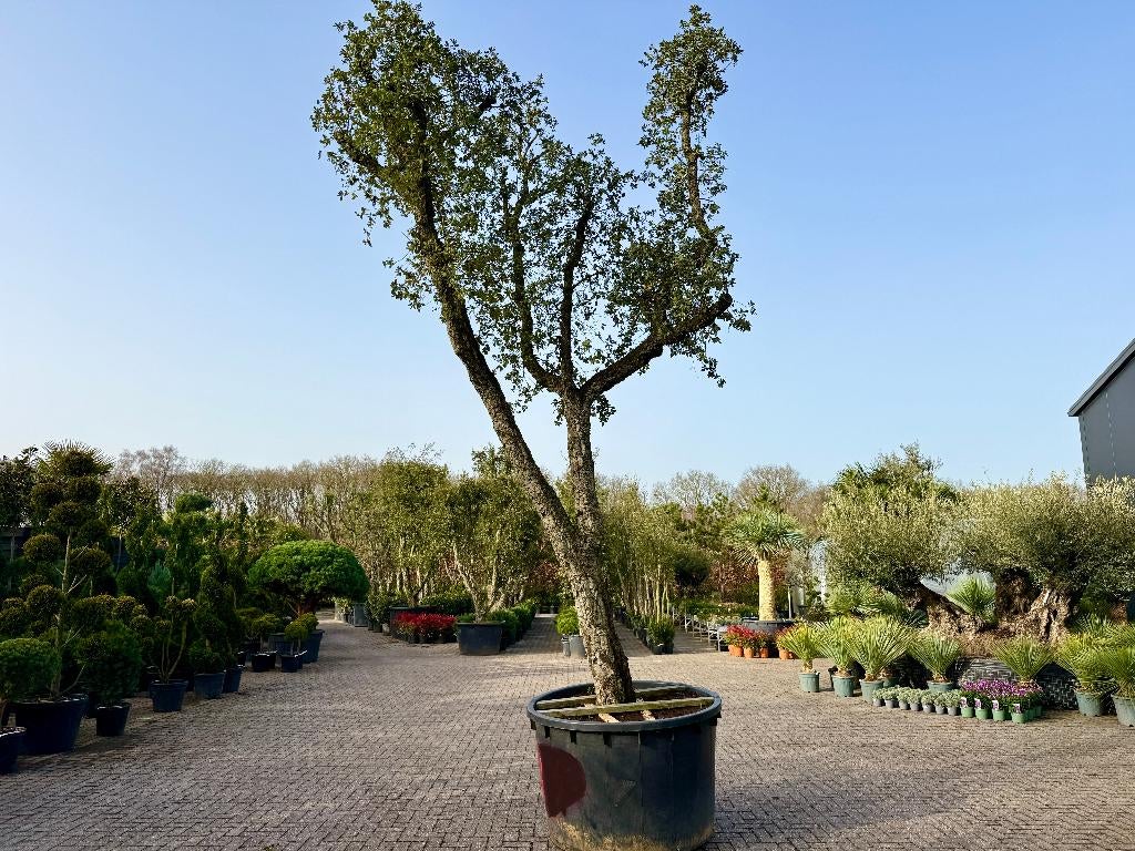 Grote kurkeik - Quercus suber met 90/100 cm stamomtrek nr184, Overige soorten, Zomer, 400 cm of meer, Ophalen