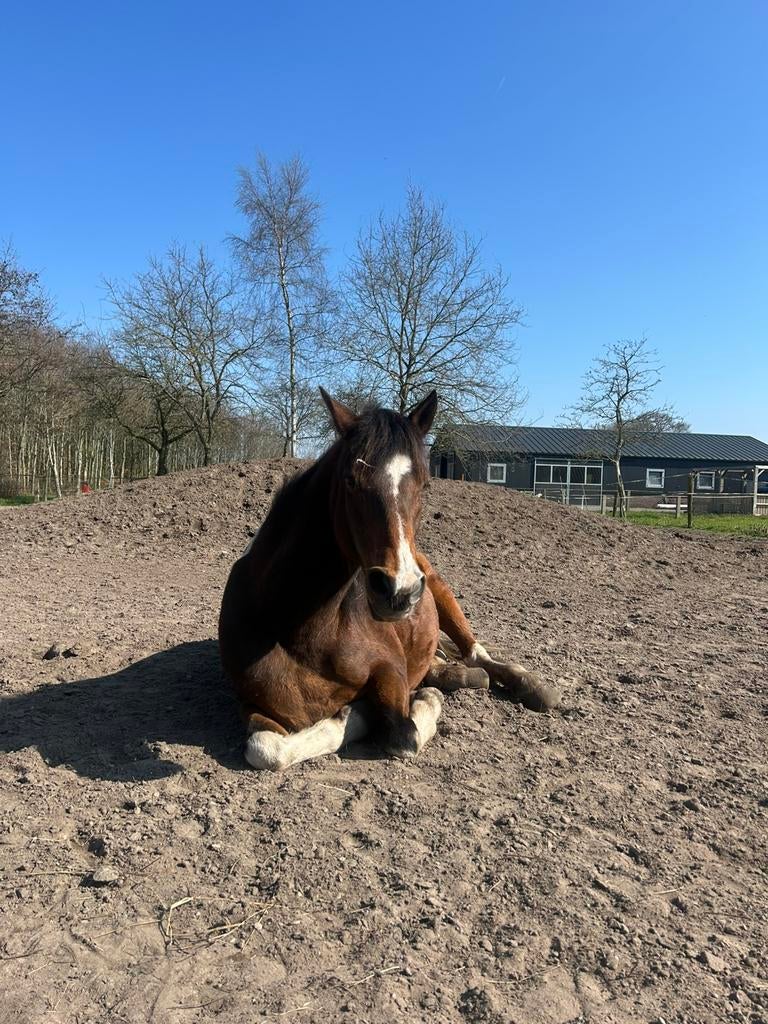 Verzorgpony/bijrijd pony aangeboden, Dieren en Toebehoren, Ophalen of Verzenden