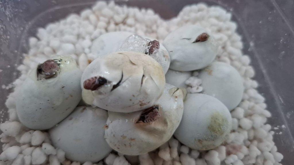 Kleine, handtamme rode rattenslangen tweede nest (2/2) Rat Snake - unknown for sale from Claudettes