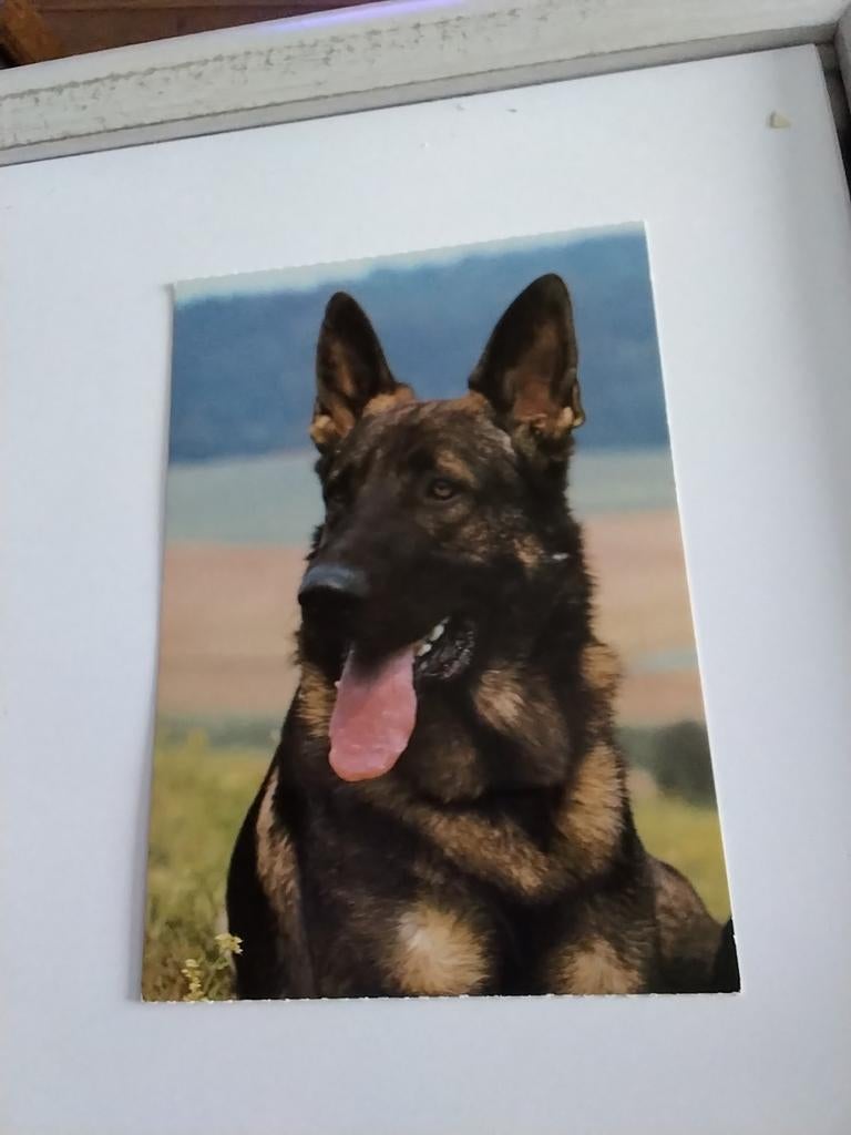 DUITSE HERDERS HOND, Ophalen of Verzenden, Voor 1920, Overige thema's