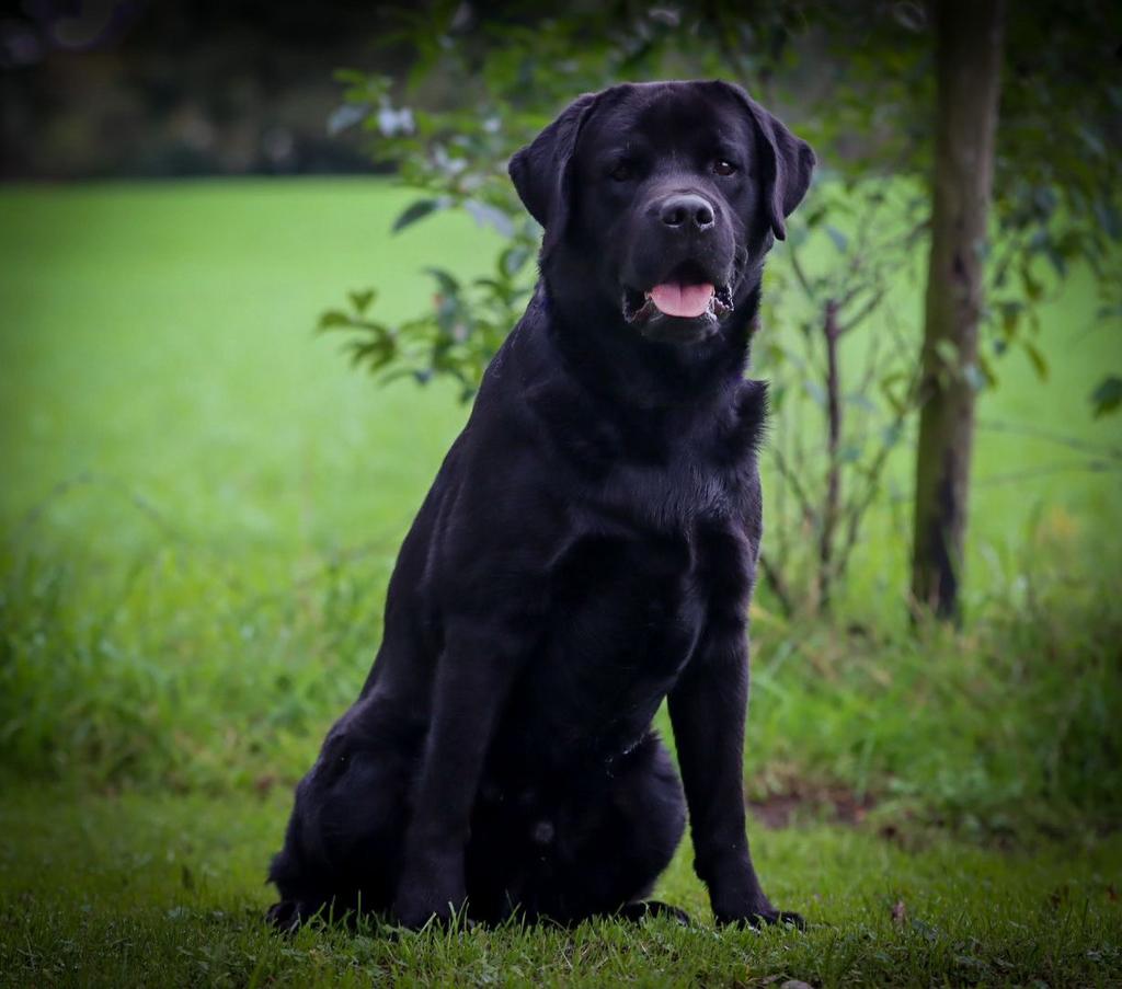 Mooie  forse dekreu aangeboden, Dieren en Toebehoren, Reu, CDV (hondenziekte), Eén hond, 3 tot 5 jaar