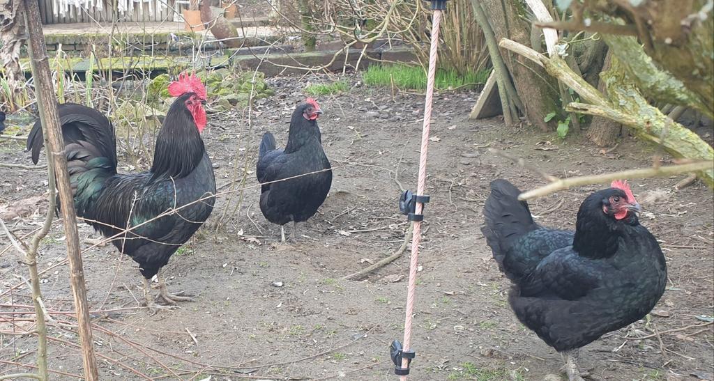 Mergellandhaan, Dieren en Toebehoren, Vrouwelijk, Kip