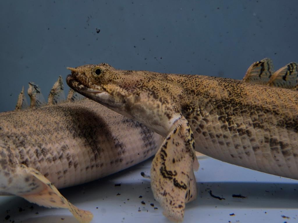 polypterus endlicheri kwastvinsnoek, Vis