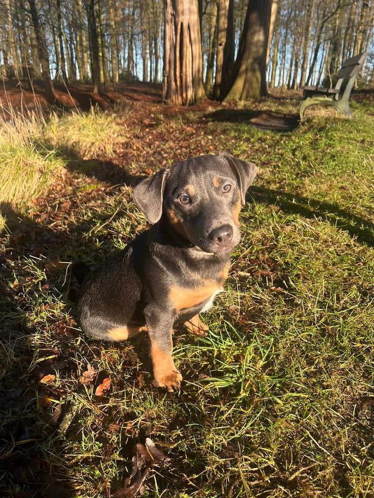 Jack Russel Dekreu blue and tan, Dieren en Toebehoren, Honden | Jack Russells en Terriërs, Jack Russell Terriër, Reu, 1 tot 2 jaar
