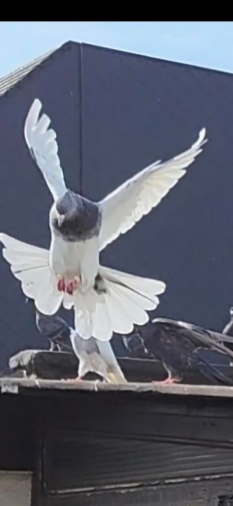Persiesche duiven, Dieren en Toebehoren, Meerdere dieren, Postduif
