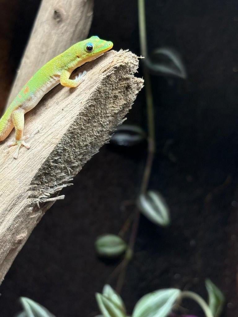 Goudstofdaggekko – Phelsuma laticauda, Dieren en Toebehoren, Amfibie, 0 tot 2 jaar