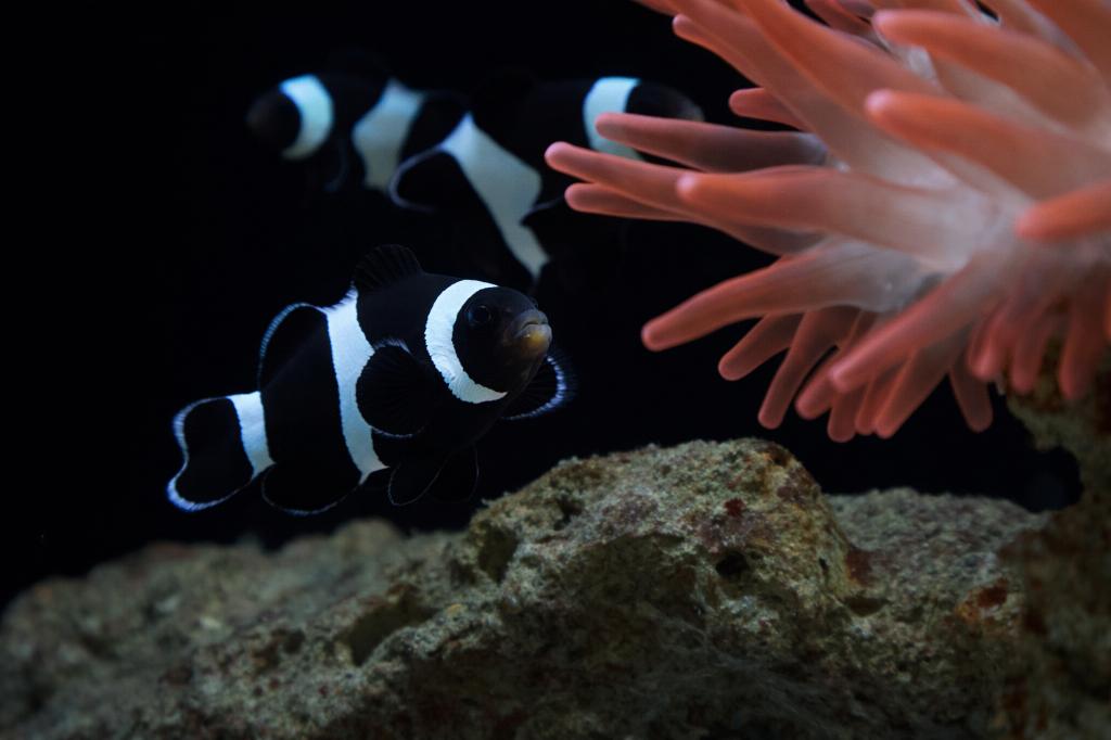 Zwarte driebandsanemoonvis (Amphiprion ocellaris black), Vis, Zoutwatervis