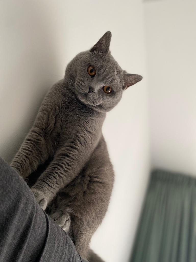 Britse Korthaar, Kater, Gechipt