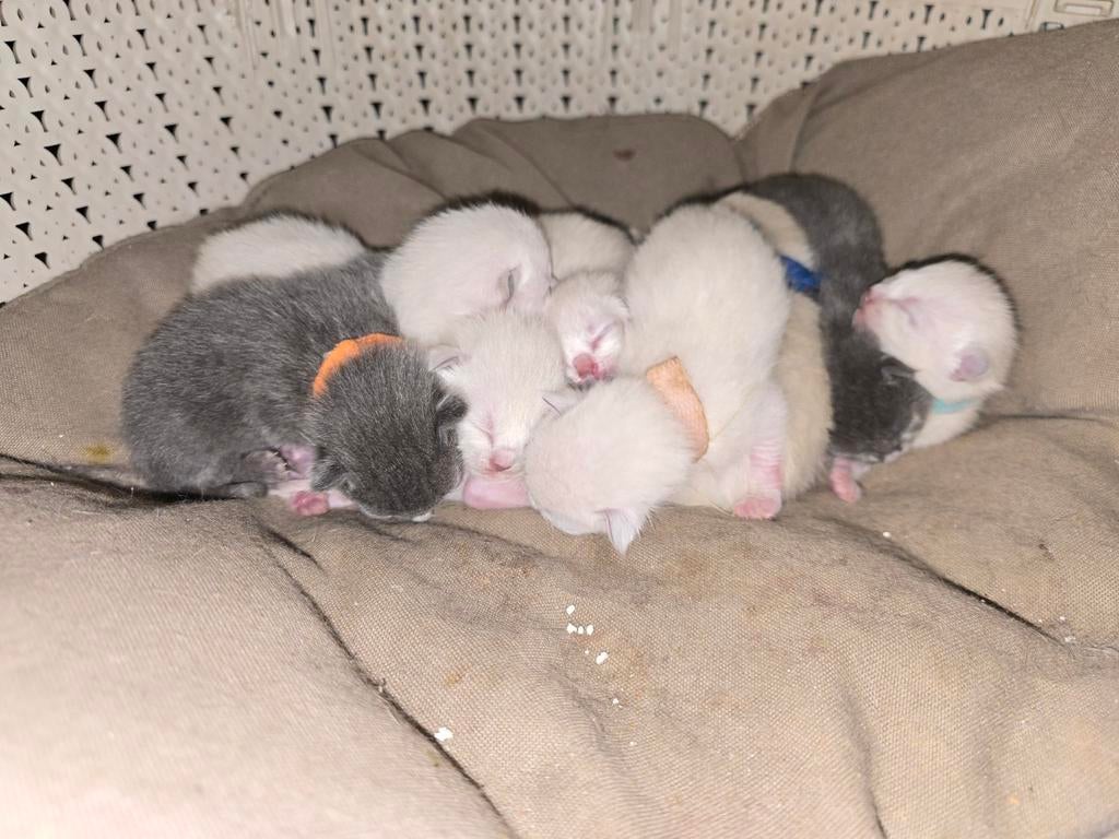 Pika blu kittens..., Dieren en Toebehoren, Katten en Kittens | Raskatten | Korthaar, Meerdere dieren