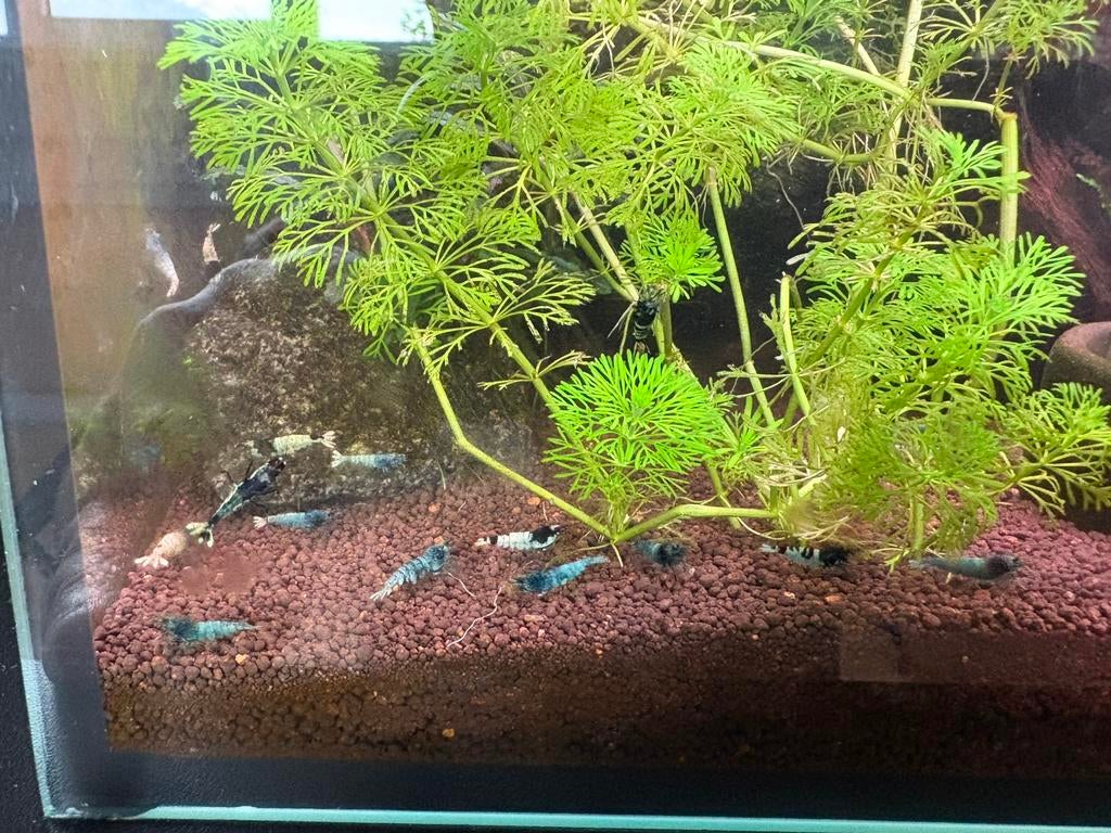 Mooie blauwe garnalen mix, Kreeft, Krab of Garnaal