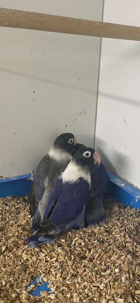 Agapornis Personatus, Dieren en Toebehoren, Vrouwelijk, Dwergpapegaai of Agapornis