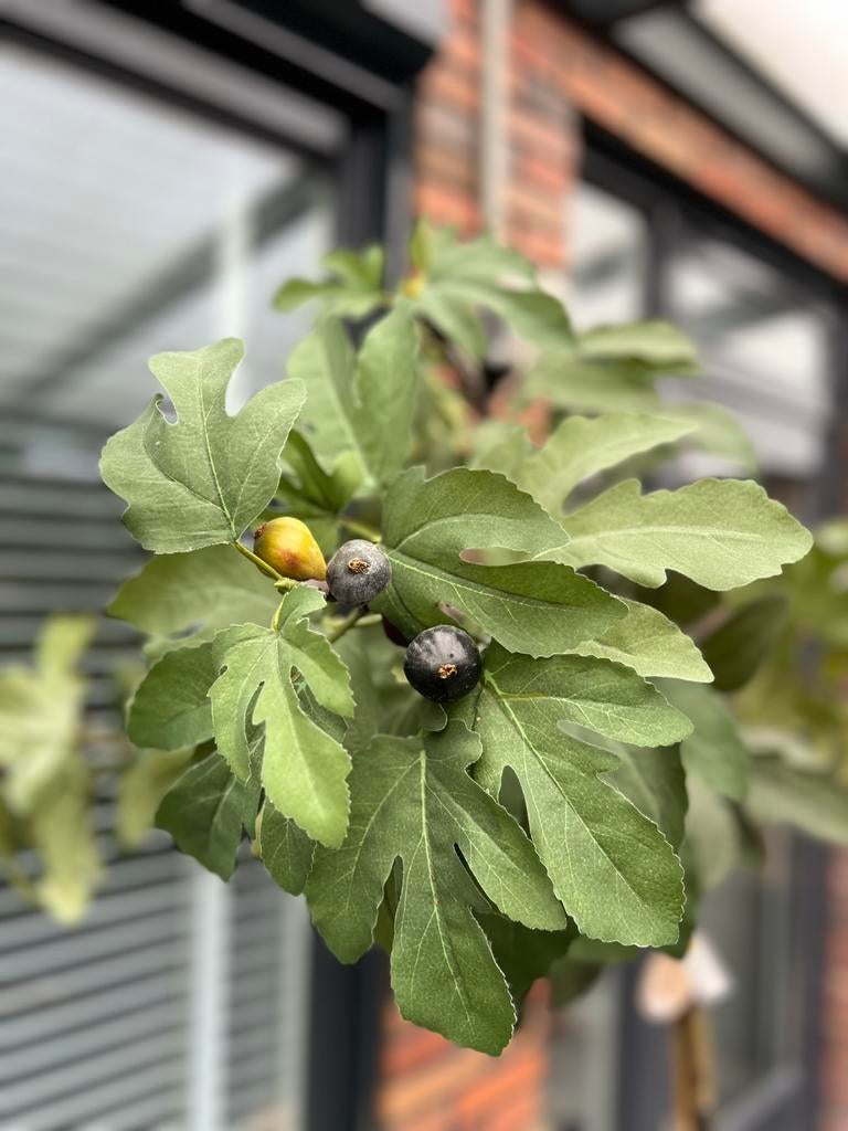 Kunst vijfenboom intratuin, Tuin en Terras, Planten | Bomen, Overige soorten, 100 tot 250 cm, Zomer, Ophalen