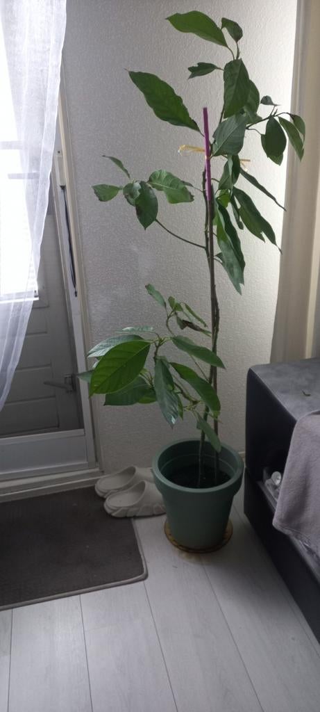 Twee avocado planten/bomen, Ophalen of Verzenden, Overige soorten, Volle zon