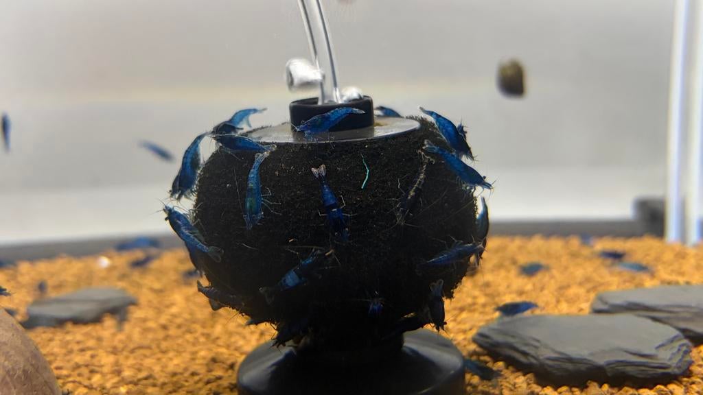 Neocaridina Blue diamond, Dieren en Toebehoren, Vissen | Aquariumvissen, Kreeft, Krab of Garnaal