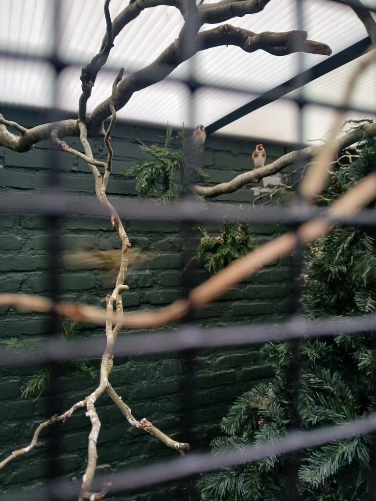 Koppel putters te koop voeren elkaar al de Man zingt mooi, Meerdere dieren, Wildzangvogel, Geringd