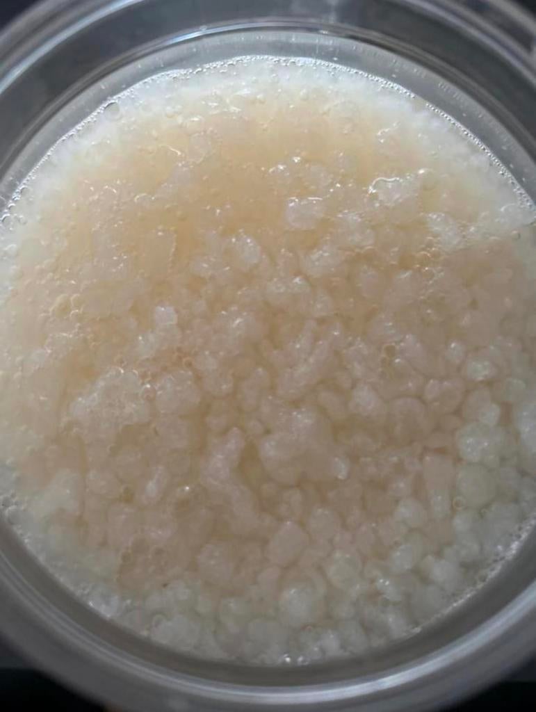 Waterkefirkorrels, Ophalen