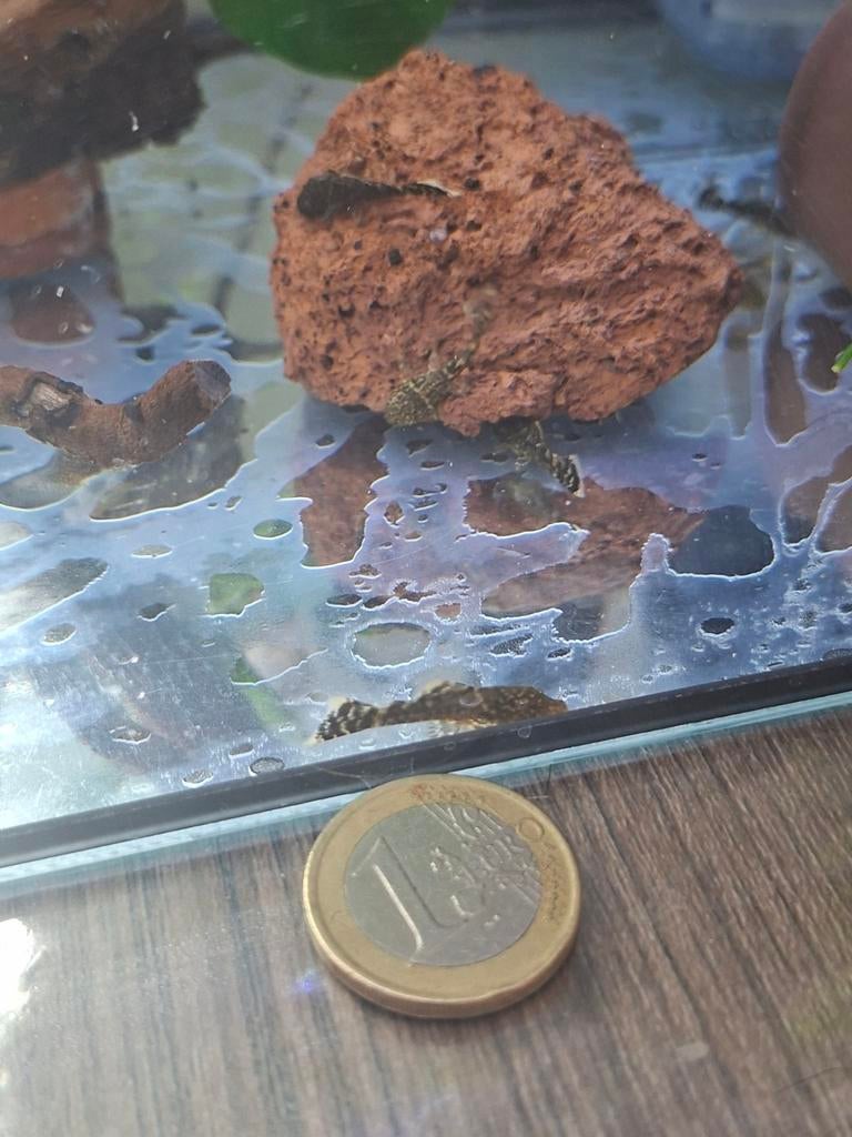 Wild kleurige algeters, Dieren en Toebehoren, Vis