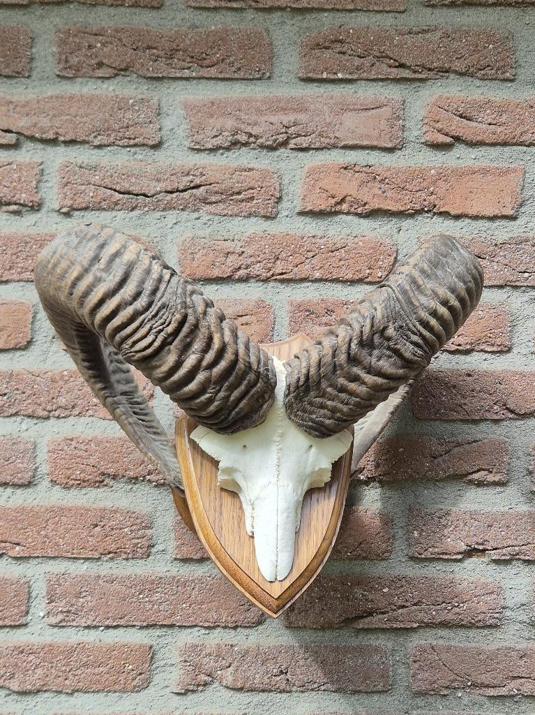 Grote Moeflon Schedel Met Hoorns Jacht Mancave g58, Ophalen of Verzenden, Gebruikt, Wild dier, Schedel