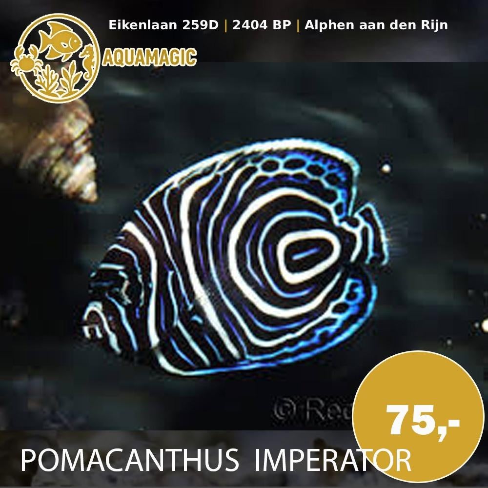 pomacanthus imperator, juv, Dieren en Toebehoren, Vis, Zoutwatervis