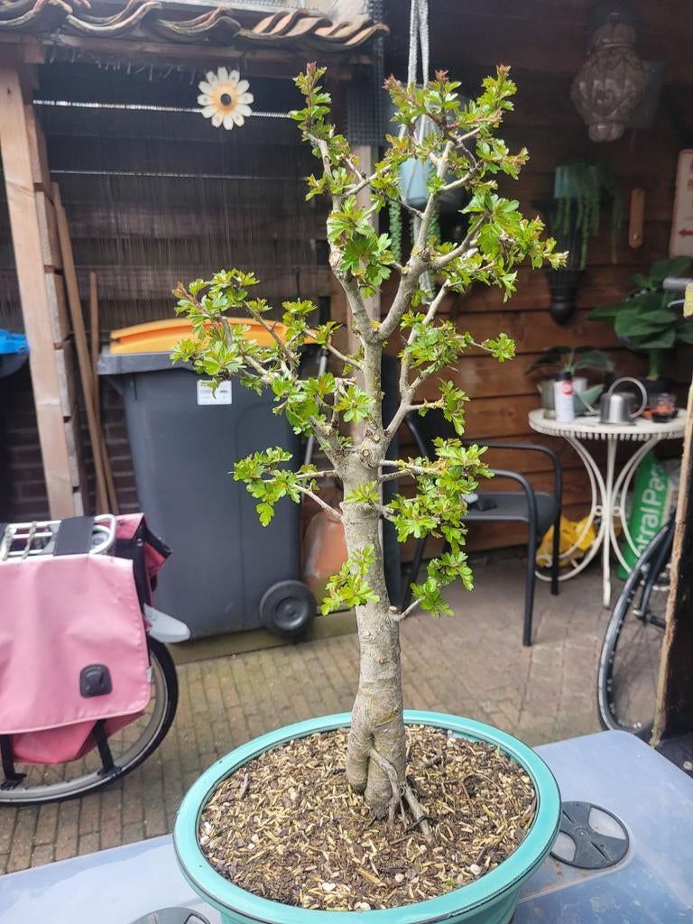 Crataegus (meidoorn), Bloeit niet, Overige soorten, Minder dan 100 cm, Ophalen