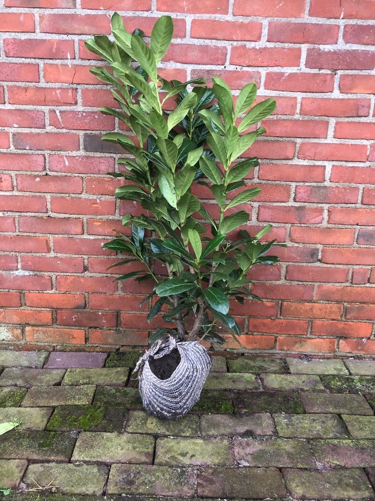 Laurier voor haag (Prunus laurocerasus ' Novita' ), Ophalen, Laurier, Haag, Minder dan 100 cm