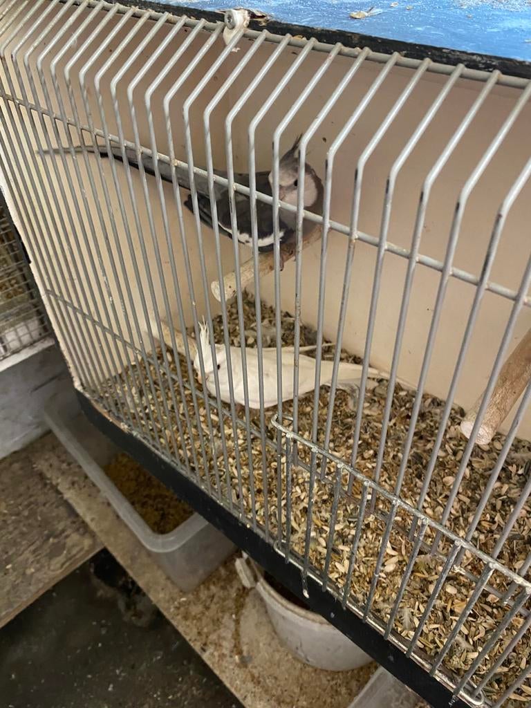 Valkparkieten, Dieren en Toebehoren, Ophalen of Verzenden, Zo goed als nieuw, Hout, Vogelkooi