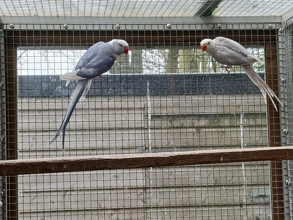 koppel halsbandparkieten  (Broedrijp), Meerdere dieren, Parkiet