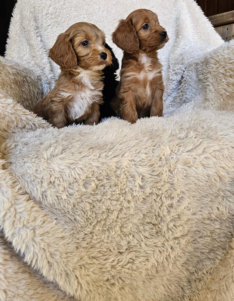 Cockapoo pups boomer, Overige rassen, 8 tot 15 weken, Meerdere, Meerdere dieren