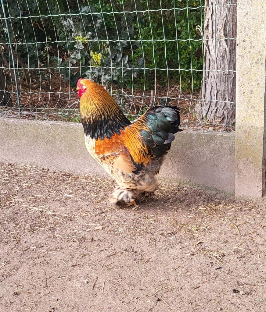 Brahma kriel haantje 2025, Mannelijk, Kip