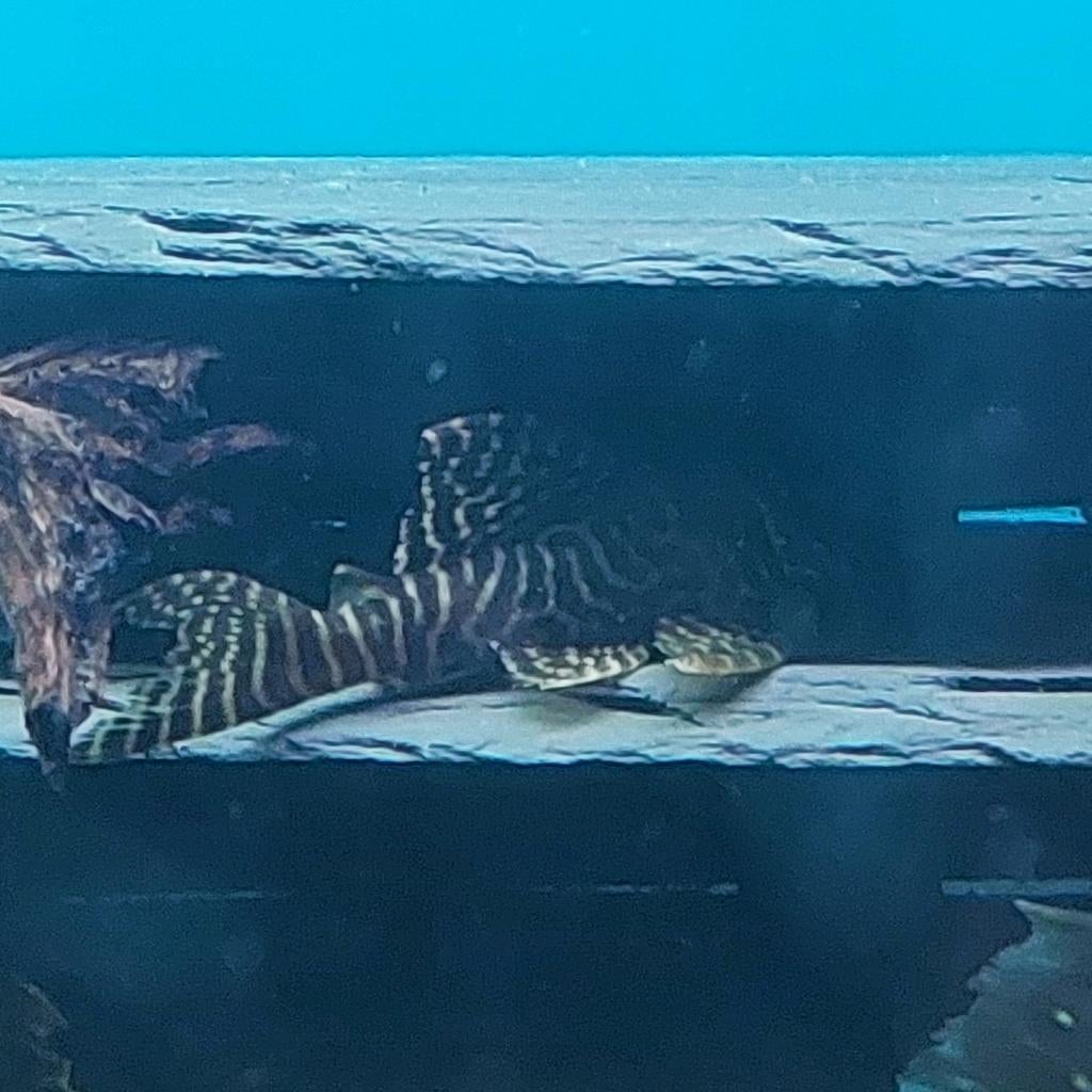 1x L333 (9cm), Vis, Zoetwatervis