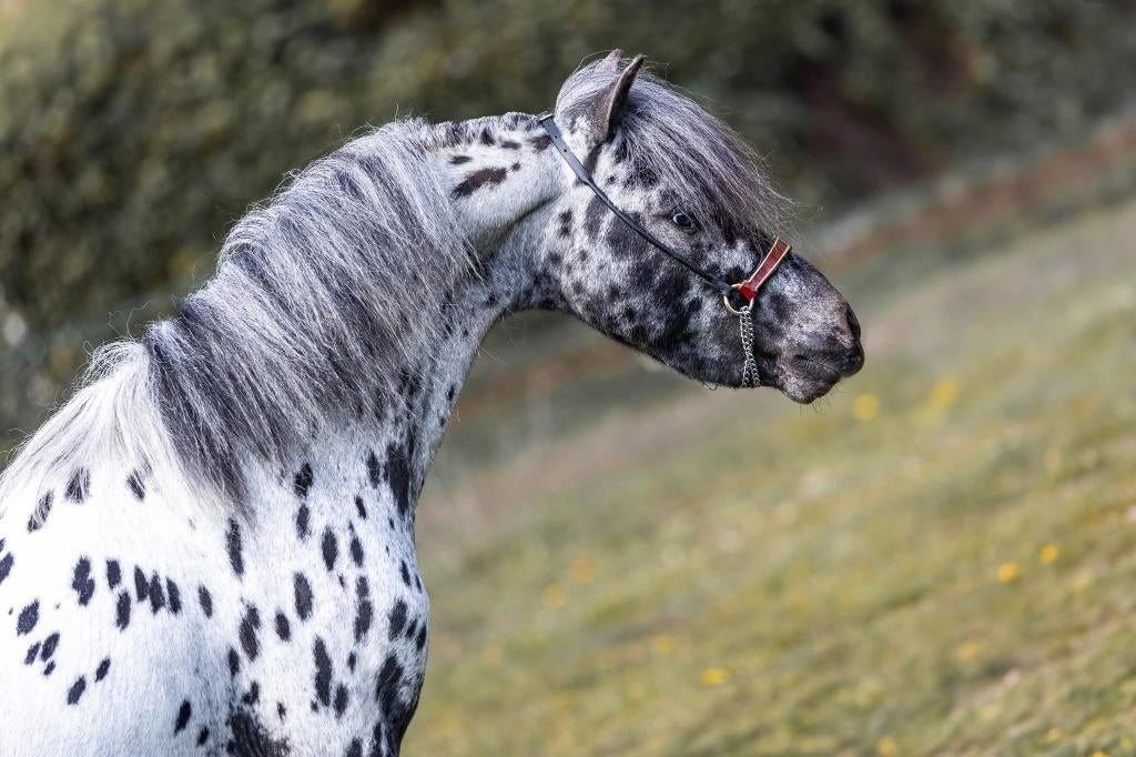 Prachtige appaloosa ter dekking, Dieren en Toebehoren, Pony's, Met stamboom, Hengst, A pony (tot 1.17m), 3 tot 6 jaar