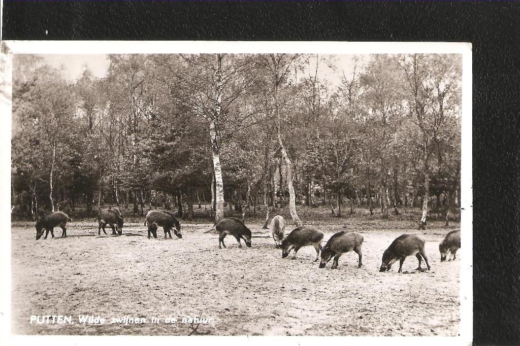 Putten, Wilde zwijnen in de natuur, Ophalen of Verzenden, 1960 tot 1980, Gelopen, Gelderland