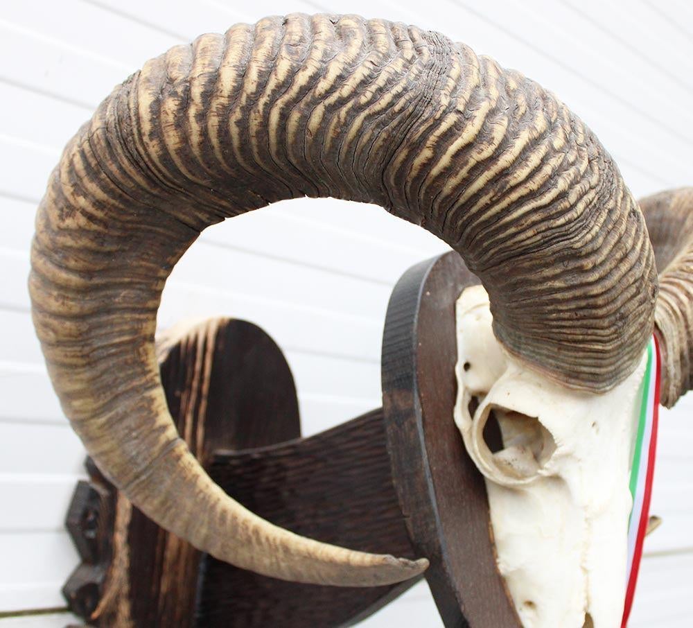 Schedel Hongaarse MOEFLON RAM op dubbel houten schild, Ophalen of Verzenden, Gebruikt, Wild dier, Schedel