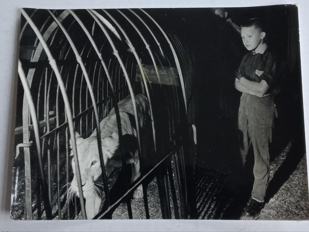 Jongen met leeuwin circus jaren 50/60 B.Melchiors Nordisk, Ophalen of Verzenden, 1940 tot 1960, Gebruikt