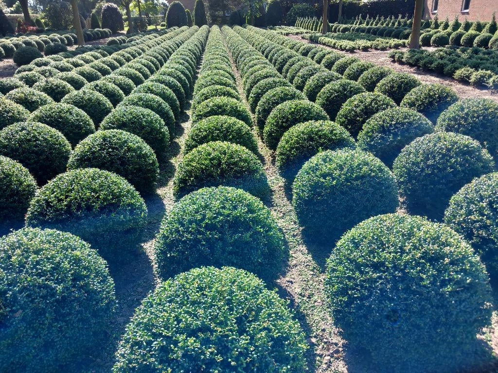 ilex, Ophalen, Hulst, Minder dan 100 cm