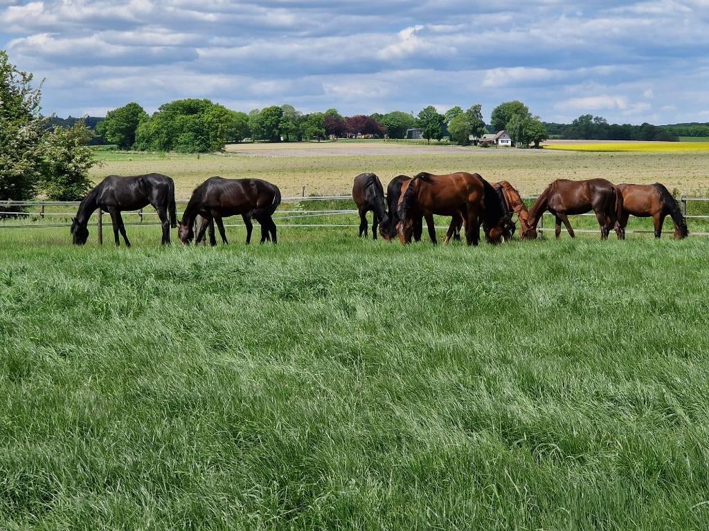 Weidegang en stalling, Dieren en Toebehoren, Weidegang, 4 paarden of pony's of meer