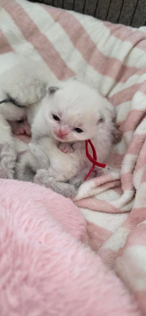 Ragdoll kittens, Dieren en Toebehoren, Meerdere dieren, Gechipt