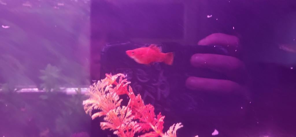 Zwaarddragers en hoogvinkarpers, Dieren en Toebehoren, Vis, Zoetwatervis