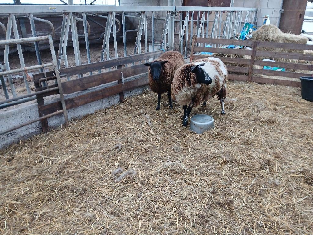 2 mooie drachtige ooien. Bont en zwart, Vrouwelijk, Schaap, 0 tot 2 jaar