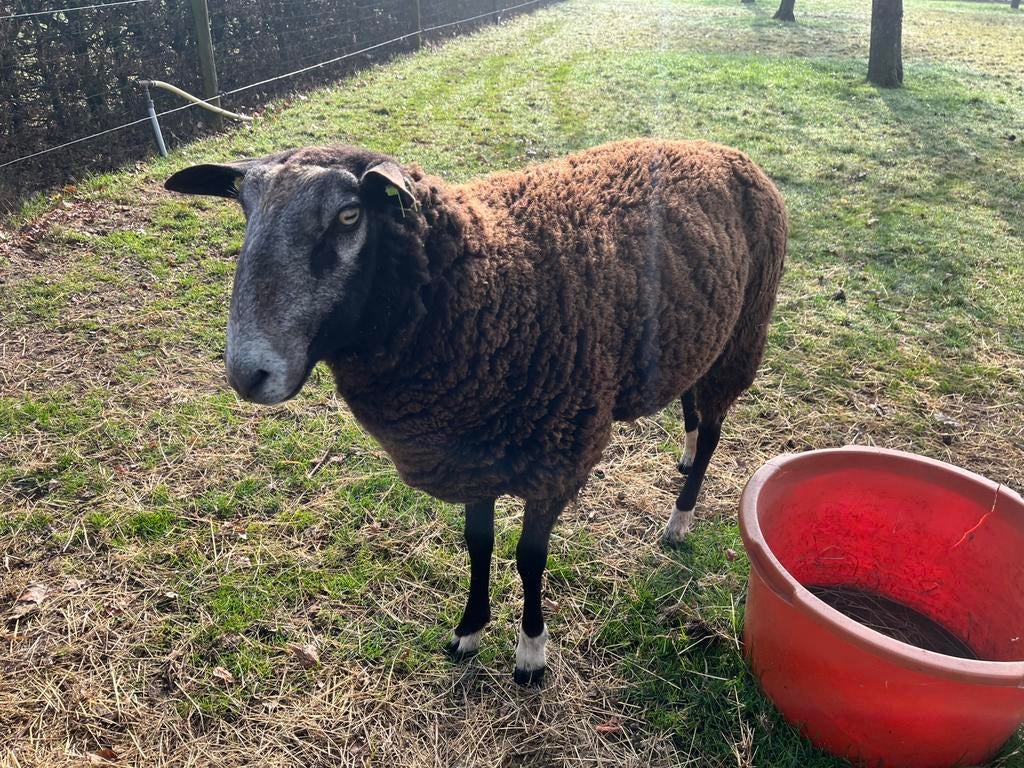Zwartbles schapen ram, Dieren en Toebehoren, Schapen, Geiten en Varkens, Mannelijk, Schaap