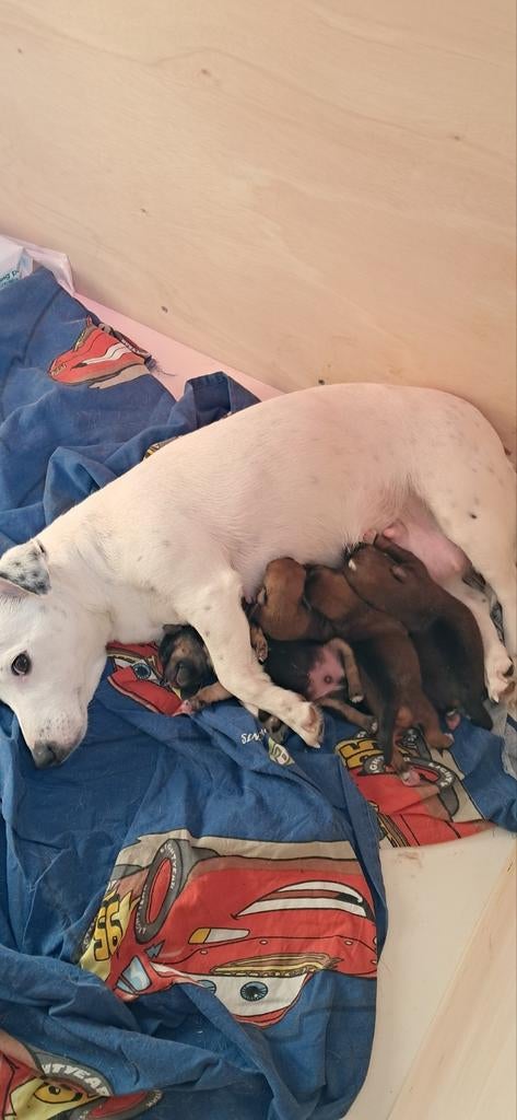Te koop 4 mooie Jack-Russel pups., Jack Russell Terriër, 8 tot 15 weken, Meerdere, Meerdere dieren