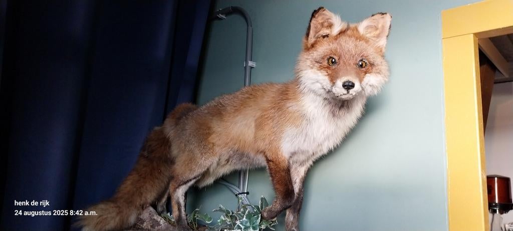 Opgezette vos, Verzamelen, Dierenverzamelingen, Ophalen of Verzenden