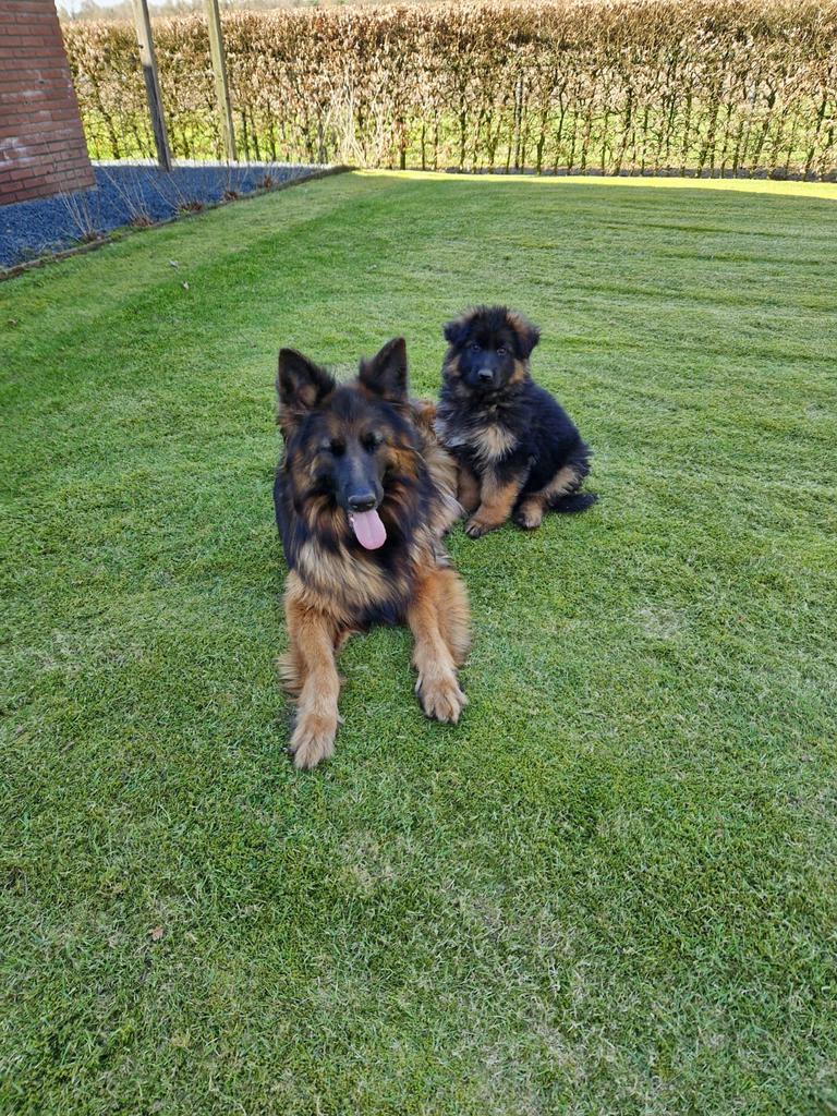 Langharige duitse herderpups, 8 tot 15 weken, Parvo, Meerdere, Meerdere dieren