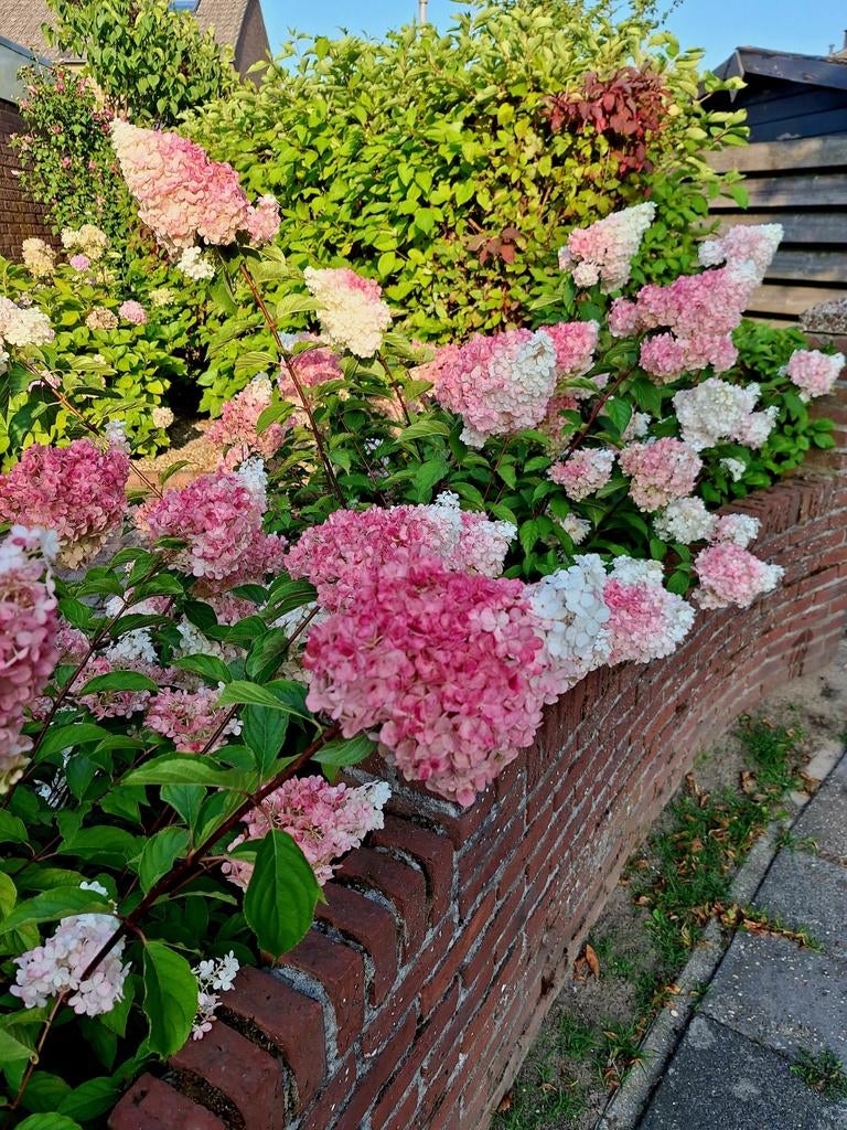 Hortensia Hydrangea paniculata 'Pinky Winky' 🌿🌺, Tuin en Terras, Planten | Bomen, Ophalen