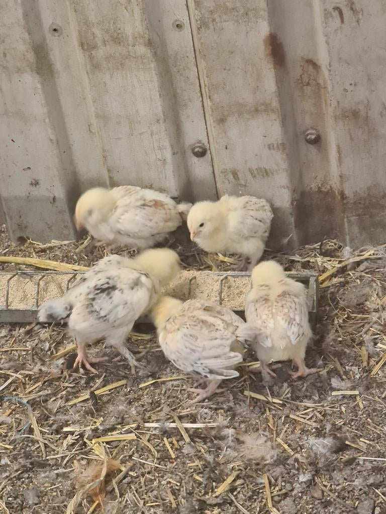 Faverolles Frans kuikens, Dieren en Toebehoren, Pluimvee, Vrouwelijk, Kip